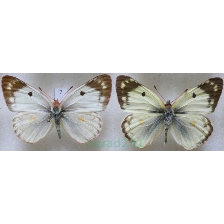 Colias hyale (Linnaeus, 1758) pair Szlaczkoń siarecznik Czech7